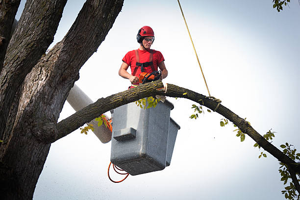 Residential Tree Removal in Twin Lakes, VA